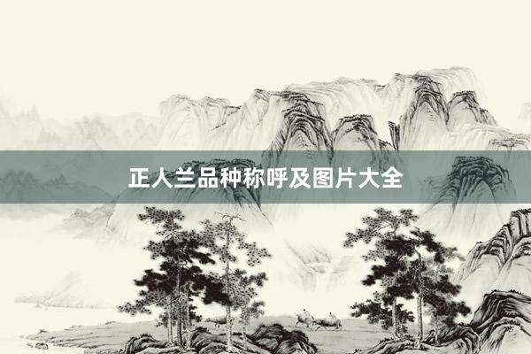 正人兰品种称呼及图片大全